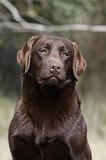 LABRADOR 741